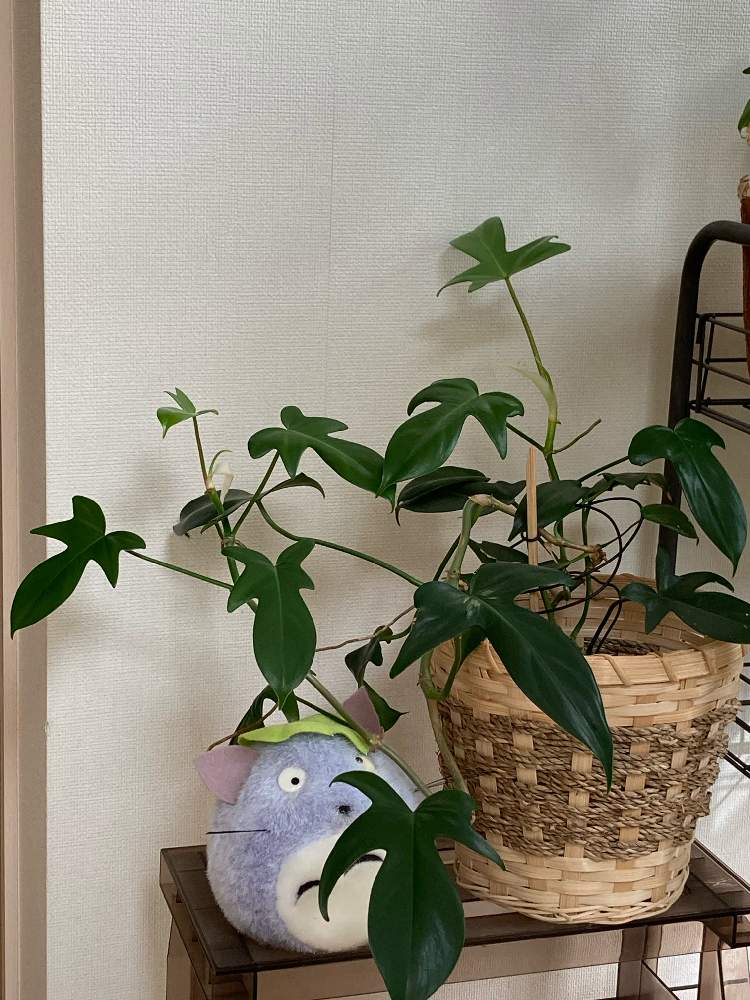 ヤッコカズラの投稿画像 By とろろさん 観葉植物と埼玉ンズ倶楽部とプレゼントとhtc No 73と素敵な出会いに感謝と癒し 月10月21日 Greensnap グリーンスナップ