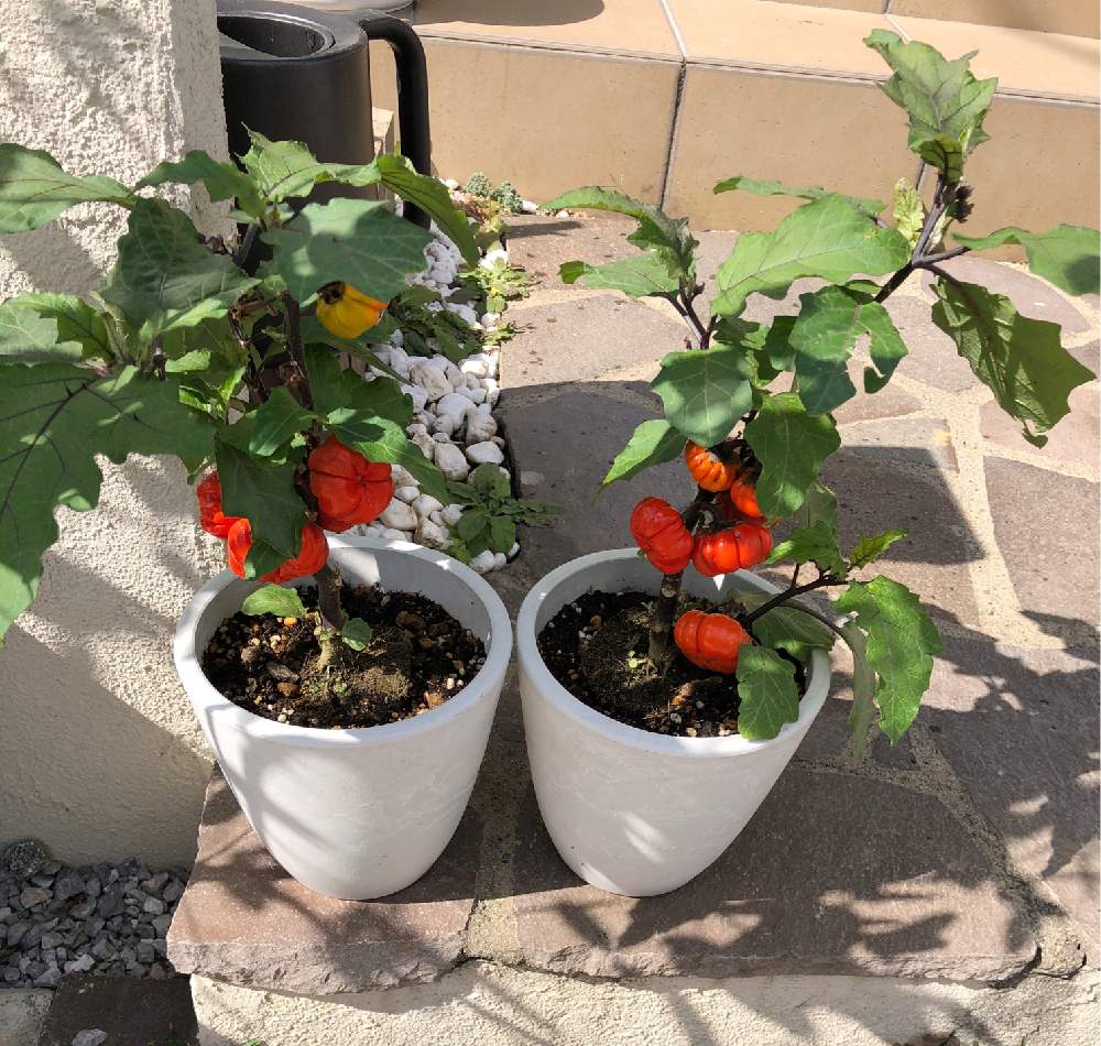 ソラナム パンプキンの投稿画像 By Mii Rucaさん 玄関と植物とにわとおうち園芸とガーデニング初心者と鉢植えとガーデニングとハロウィンかぼちゃと植物とにわとおうち園芸とガーデニング初心者と鉢植えとガーデニングとハロウィンかぼちゃ 月10月21日