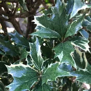 斑入りヒイラギ の投稿画像一覧 Greensnap グリーンスナップ