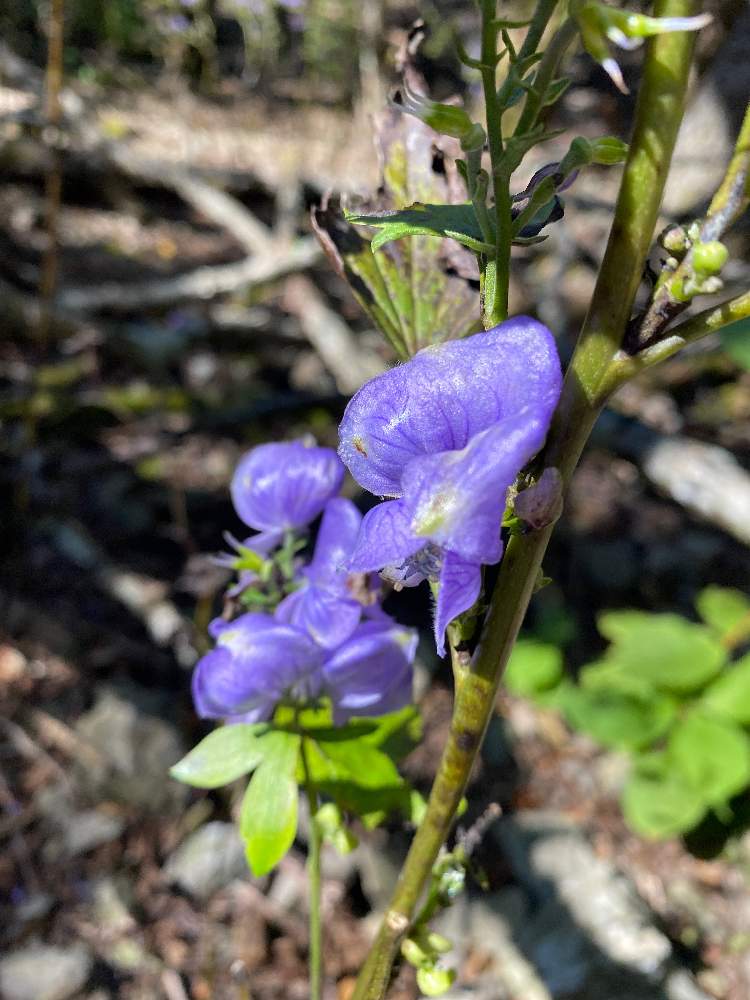 トリカブトの投稿画像 By ルナシナさん 月10月21日 Greensnap グリーンスナップ Greensnap グリーンスナップ