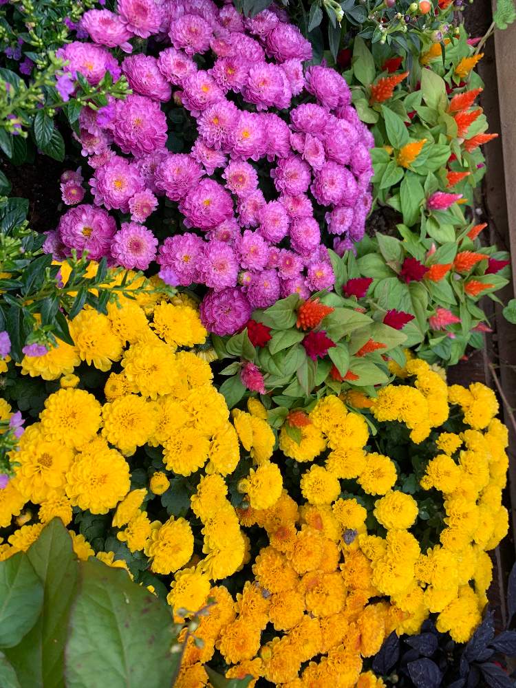 ほーさんの投稿画像 月10月21日 Greensnap グリーンスナップ