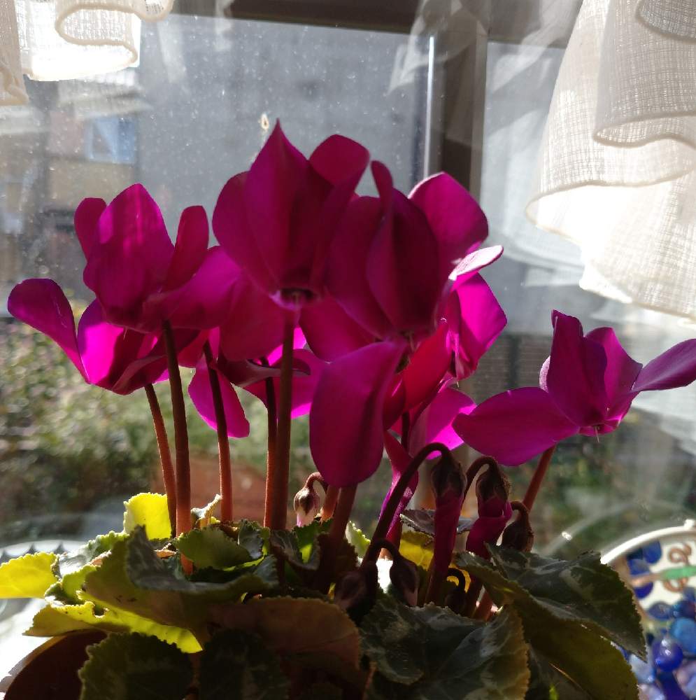 シクラメンの投稿画像 By Lilicoさん 月10月21日 Greensnap グリーンスナップ