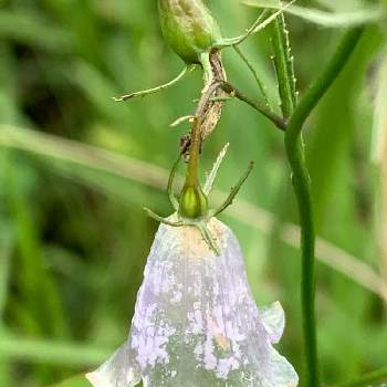 透明な花の投稿画像一覧 Greensnap グリーンスナップ
