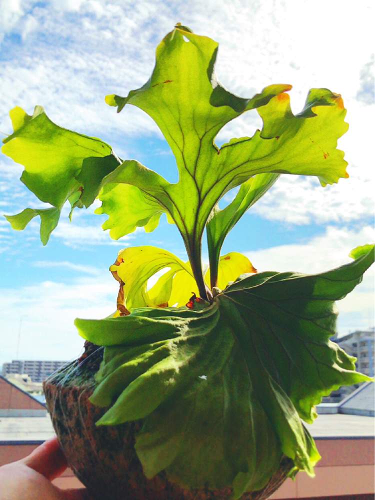 ビカクシダ リドレイの投稿画像 By Mk Papaさん Platycerium Ridleyiと溶岩鉢と コウモリラン と軽石鉢と ビカクシダ と植中毒とシダ植物と葉脈フェチとシダ愛好会とビカクシダ普及委員会とビザールプランツ 月10月21日 Greensnap グリーンスナップ