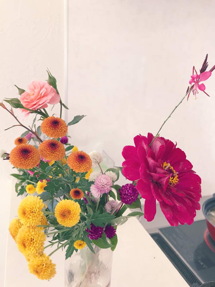 千日紅の投稿画像 By Rさん バラと百日草と菊 と秋ですね と植えっぱなしとガーデニング初心者と新潟と寒冷地と楽チンと地植え 月10月21日 Greensnap グリーンスナップ