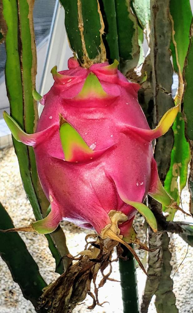 ドラゴンフルーツの投稿画像 By よっしさん 開花と室内栽培と公園と季節の花と果実と植物園とおでかけ先と花のある暮らしとお散歩と四季の風景とgreen Up と咲くやこの花館 月10月21日 Greensnap グリーンスナップ