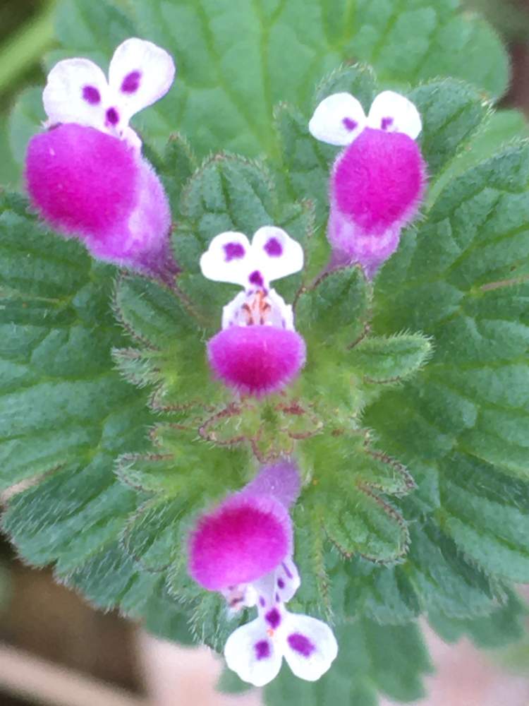 ホトケノザの投稿画像 By じぇっとんさん 雑草と紫の花と近所散歩 月10月21日 Greensnap グリーンスナップ