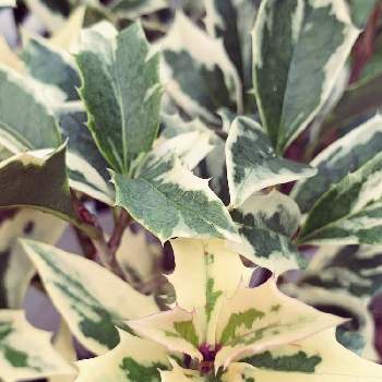 斑入りヒイラギ の投稿画像一覧 Greensnap グリーンスナップ