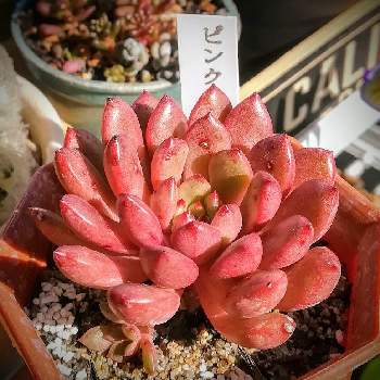 グラプトベリア バッシュフルの投稿画像一覧 Greensnap グリーンスナップ