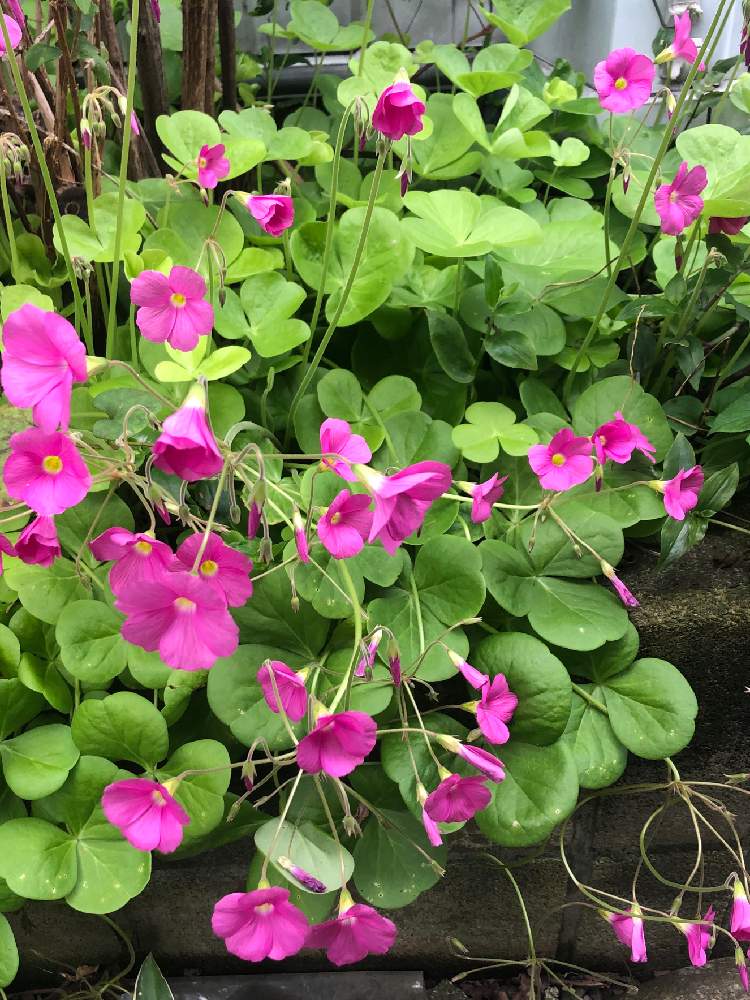 ハナカタバミ オキザリス の投稿画像 By カンパニュラさん オキザリスときれいな色 とすき と花が好き とピンクの花と草も好き とかわいい 月10月21日 Greensnap グリーンスナップ