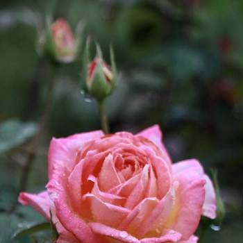 バラ 花山吹の投稿画像一覧 Greensnap グリーンスナップ