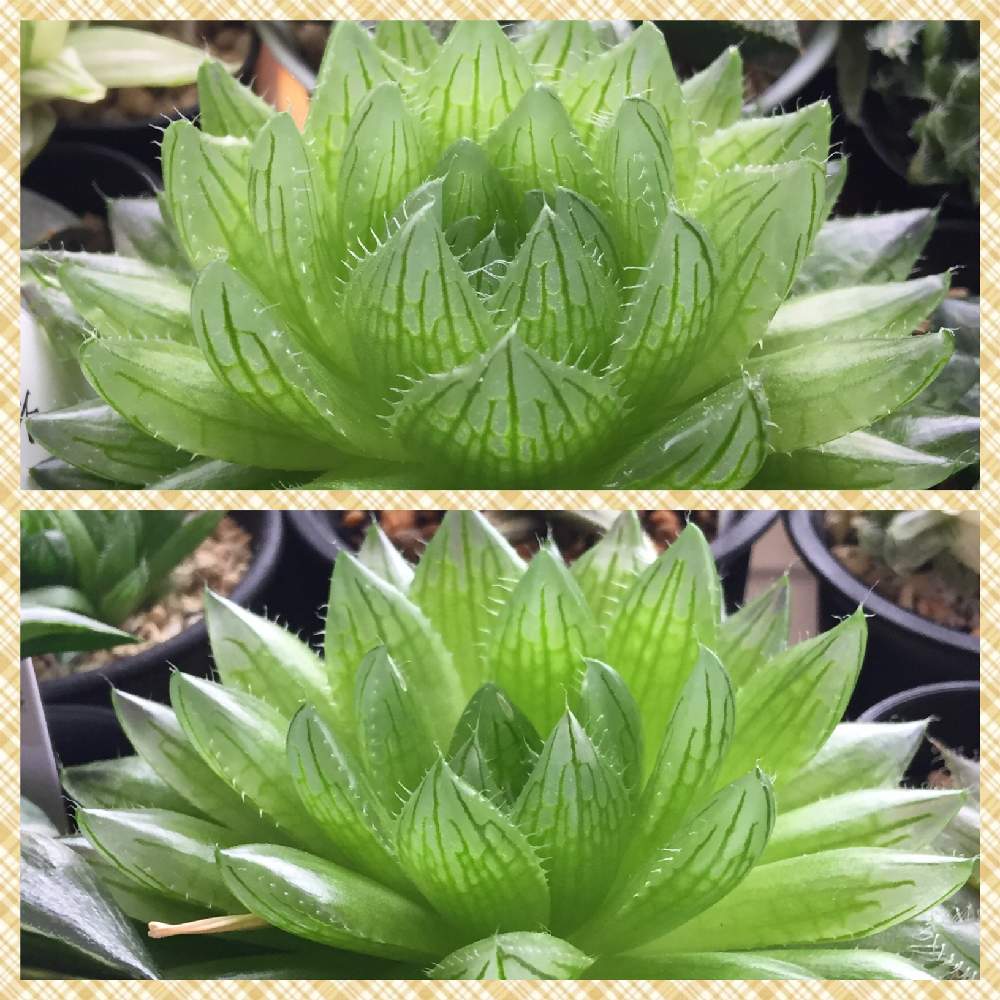 エメラルドledの投稿画像 By やまちゃっかさん 桜水晶と多肉植物と軟葉系ハオルチアとハオルチア属とhaworthia ハオルチア ハオルシアとハオルチア交配種と多肉植物と軟葉系ハオルチアとハオルチア属とhaworthia ハオルチア ハオルシアとハオルチア交配種 月10月21