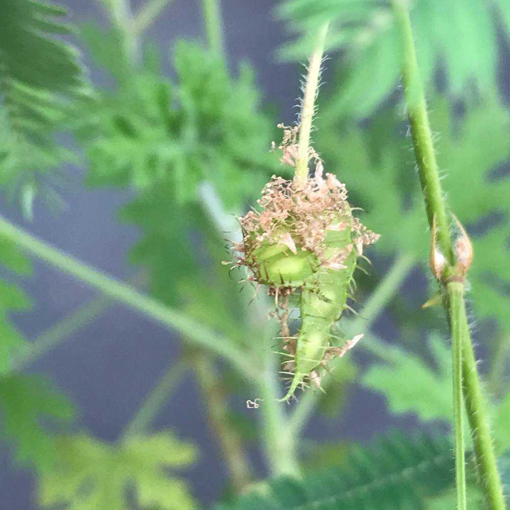 オジギソウの成長（種から）｜🍀GreenSnap（グリーンスナップ）