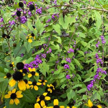 ルドベキア タカオの投稿画像一覧 Greensnap グリーンスナップ