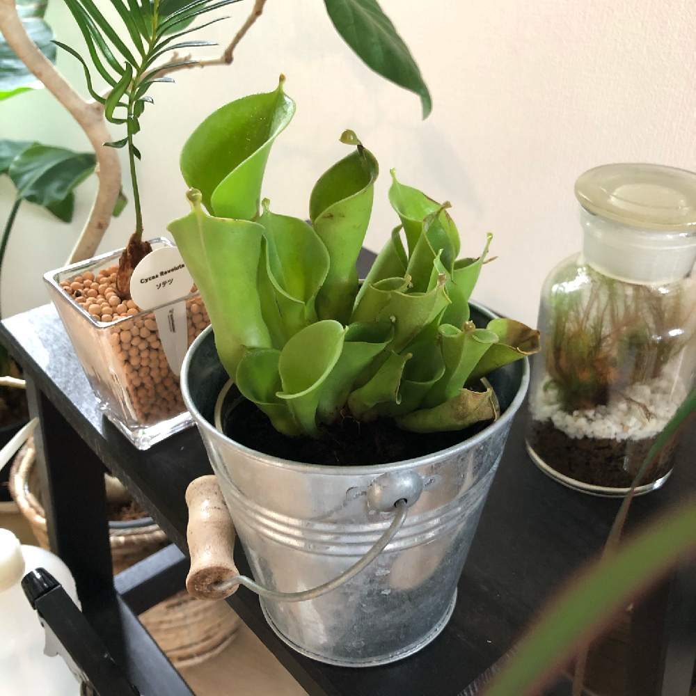 ヘリアンフォラの投稿画像 By Yumixpicoさん 植物のある暮らしと食虫植物と植欲旺盛と植中毒と新入生と熱帯植物大好きと植歴3年と珍奇植物と室内飼い 月10月21日 Greensnap グリーンスナップ