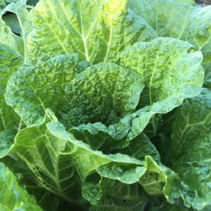 白菜,お野菜,冬野菜の画像