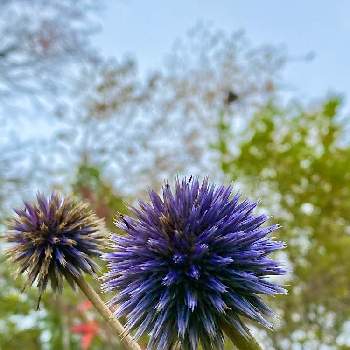 軽井沢町植物園の投稿画像一覧 Greensnap グリーンスナップ