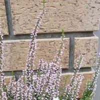 カルーナの画像