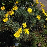 ユリオプスデージーの画像