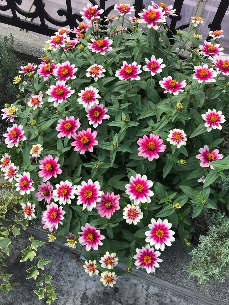 ジニアの投稿画像 By セダムさん 種から育てる 月10月21日 Greensnap グリーンスナップ