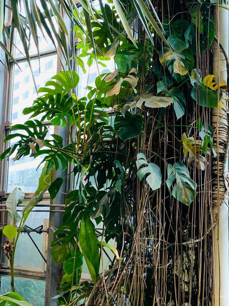 パキラ 超大型 御神木 【公式通販】