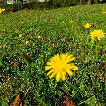 高原にての画像 by コユキさん | お出かけ先と野山の草花と植物と暮らすと黄色い花と自然のなかでと高原にてと花のある暮らし
