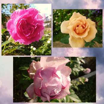 バラ ティラミスの画像 by ちけさん | 小さな庭とバラ ノヴァーリスとバラ シェエラザードとバラ ティラミスとばら バラ 薔薇と水曜ローズショーと薔薇に魅せられてとシェエラザード♡とおうち園芸と花のある暮らしと花が好き