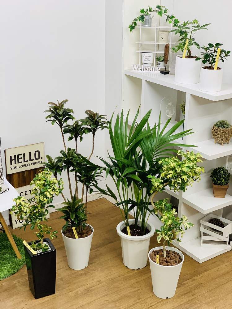 ミルキーウェイの投稿画像 By E Ranさん シェフレラ ジェニーネとコパンダガジュマルとコルジリネ パープルコンパクタとヒロハケンチャとインテリアと 観葉植物を楽しむとレア植物と観葉植物と植物のある暮らしと シェフレラとグリーンインテリアとサンスベリア属と観葉 ミルキーウェイの投稿画像 By E Ranさん シェフレラ ジェニーネとコパンダガジュマルとコルジリネ パープルコンパクタとヒロハケンチャとインテリアと 観葉植物を楽しむとレア植物と観葉植物と植物のある暮らしと シェフレラとグリーンインテリアとサンスベリア属と観葉