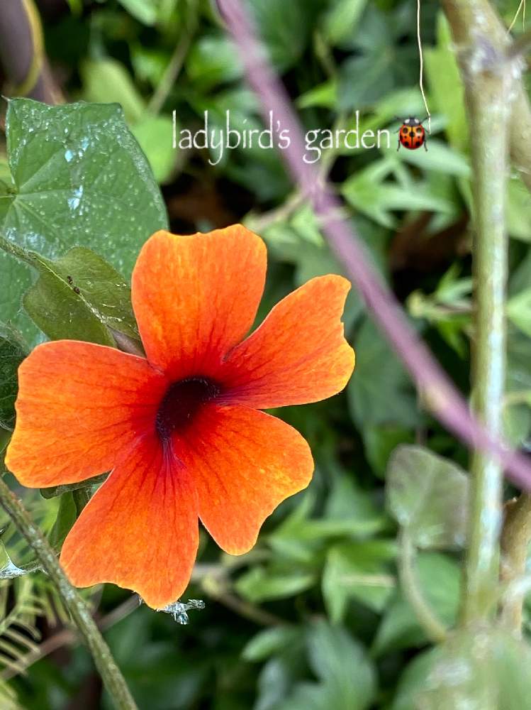 ツンベルギア アラータの投稿画像 By Ladybirdさん Htcとオレンジ色の花とチームブラックとおきにいり とおうち園芸と今日の一枚と今日のお花とガーデニングと咲いた と花のある暮らしと蔓植物 月10月21日 Greensnap グリーンスナップ