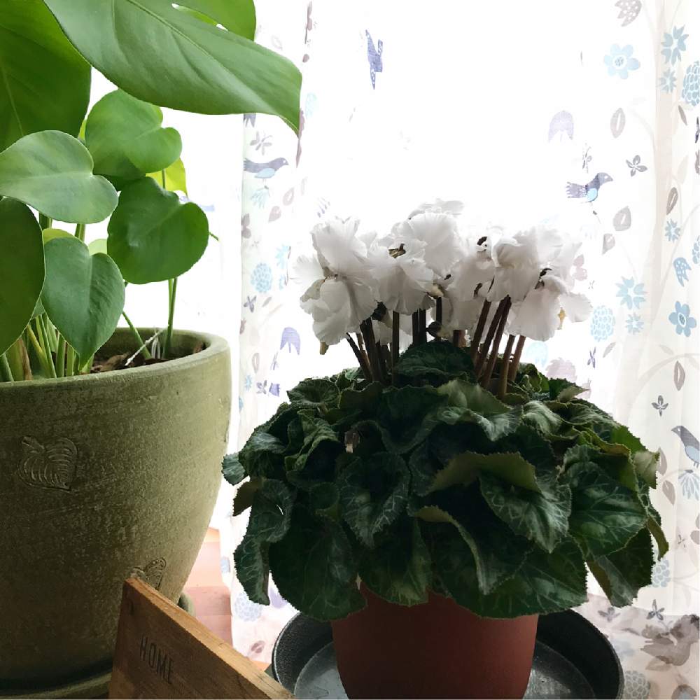 シクラメンの投稿画像 By Kotoriさん 室内グリーンといただいたお花ともう寒いとお家ガーデン 月10月21日 Greensnap グリーンスナップ