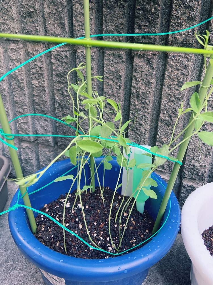 スイートピーの投稿画像 By あしるさん おうち園芸とプランターと種からと成長中と芽の観察と支柱と芽ちゃん 月10月22日 Greensnap グリーンスナップ