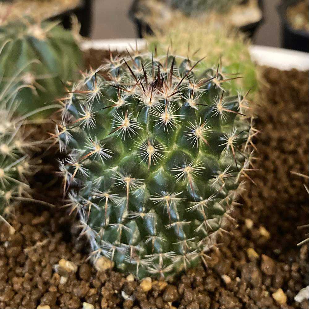 ダイソーの投稿画像 By ねこさん サボテン科とサボテン とおうち園芸とダイソーサボテンとdaisoとダイソー出身とダイソー産とdaiso産 月10月22日 Greensnap グリーンスナップ