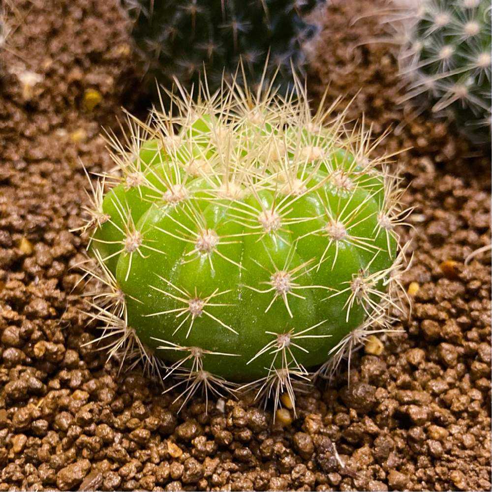 ダイソーの投稿画像 By ねこさん サボテン科とサボテン とおうち園芸と金盛丸と エキノプシス属とダイソーサボテンとエキノプシス属とdaisoとダイソー出身とダイソー産とdaiso産とダイソーとサボテン科とサボテン とおうち園芸とダイソーサボテンとエキノプシス属と