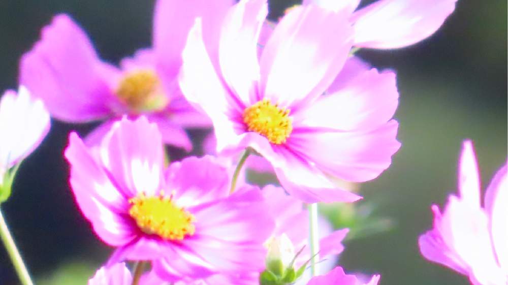コスモスの投稿画像 By みどり さん コスモスピコティと嬉しいと癒しと感謝とピンク ピンクとコスモス属とキク科とお花が好き と花のある暮らしと コスモス祭り とコンデジとgo To Flower 月10月22日 Greensnap グリーンスナップ