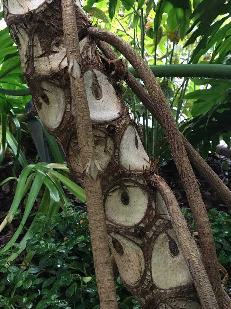 バービカン熱帯植物園に行って来た Greensnap グリーンスナップ