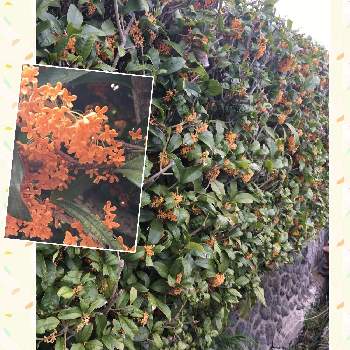 モクセイ科モクセイ属の画像 by manabeさん | 金木犀の花と金木犀(キンモクセイ)とオレンジ色の花とモクセイ属と生け垣と香りが強いとモクセイ科モクセイ属とモクセイ科と秋の花