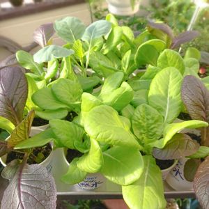 サラダ菜,紫白菜,無農薬,プランター菜園,ベランダ菜園の画像