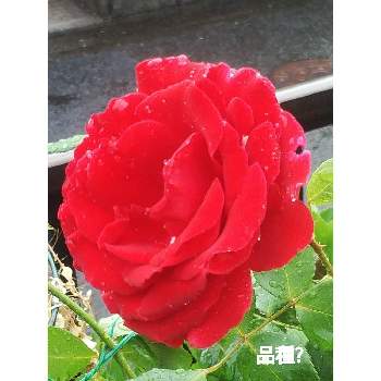 真っ赤の薔薇の画像 by メリーさん | 小さな庭とおうち園芸と真っ赤の薔薇と小さい花壇と花のある暮らしと狭い花壇と地植え
