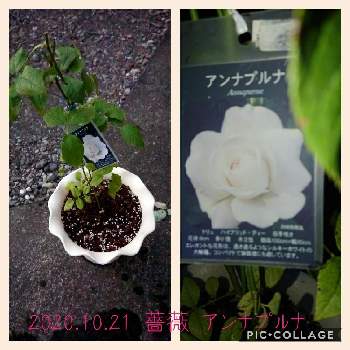 薔薇　アンナプルナの画像 by r.さくら.rさん | 小さな庭と薔薇　アンナプルナとバラ・ミニ薔薇とバラ 鉢植えと鉢植えとまだまだ初心者とガーデニングと花のある暮らしと薔薇♪とバラ薔薇ばらら～❤️