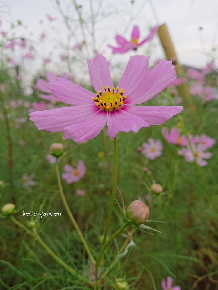 コスモスの投稿画像 By Keiさん 花の写真と花壇とマイガーデンと庭のある暮らしとガーデニングと花のある暮らし 月10月22日 Greensnap グリーンスナップ