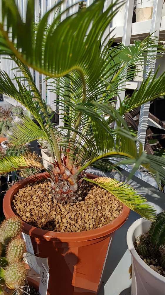 ソテツの投稿画像 By Cycletotoさん 蘇鉄と蘇鉄 ソテツとサイカス レボルタと観葉植物を楽しむと蘇鉄属とthe 蘇鉄と俺の蘇鉄と蘇鉄 と ソテツとソテツ類と観葉植物好きとソテツ科とソテツ普及委員会と植中毒と蘇鉄大好きと観葉植物のある暮らしとソテツ 蘇鉄 と観葉
