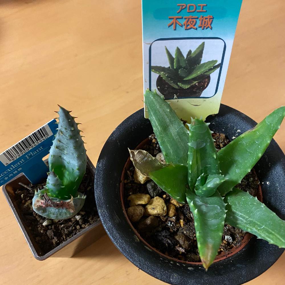 アロエの投稿画像 By 935さん 不夜城とhc経由と初心者多肉女子 おばさん と斑入り好き と植中毒初心者とダイソー経由と多肉loveなタニclub 月10月22日 Greensnap グリーンスナップ