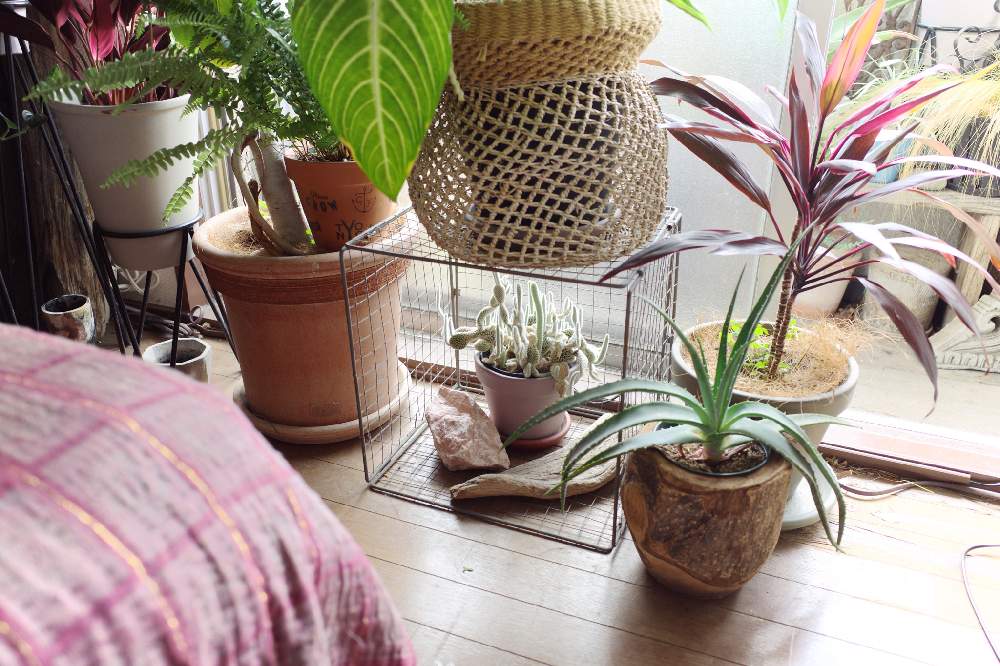 観葉植物の投稿画像 By Shinpeiさん グリーンインテリアと育てやすいとインテリアと植物とおうち園芸と サボテンと丈夫な植物と窓際 とアーバンジャングルとディスプレイとインテリアグリーン 月10月22日 Greensnap グリーンスナップ