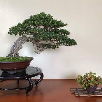 添え草の画像 by ryo-ggさん | 盆栽とサツキ盆栽と席飾りと添え草
