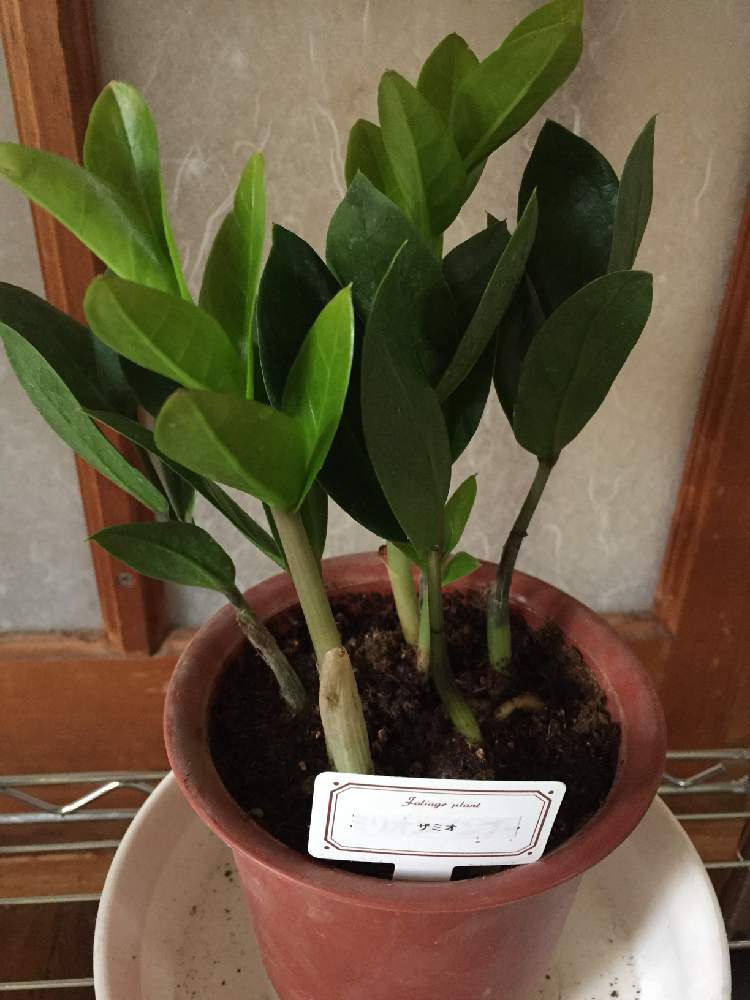 ザミオクルカスの投稿画像 By わらしさん 百均出身 月10月22日 Greensnap グリーンスナップ