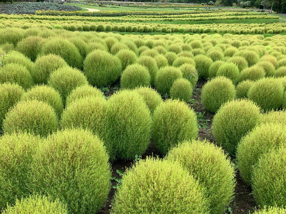 コキアの投稿画像 By Tokoさん 北海道と綺麗と国営滝野すずらん丘陵公園 月10月22日 Greensnap グリーンスナップ