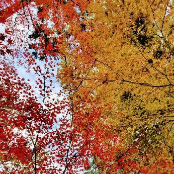 日本の美の画像 by まみさん | お出かけ先と紅葉とモミジと京都とスマホ撮影と神社と日本の美