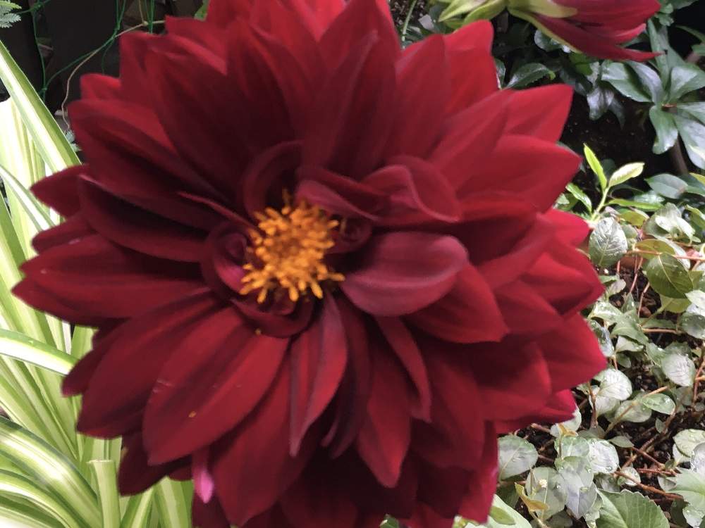 ダリア 黒蝶の投稿画像 By みきとららさん 黒蝶 ダリア と綺麗 とお花満開 と季節を楽しむとうれしい とありがとう と可愛い と元気もらえると素敵な色合いと美しいと癒されると花のある暮らし 月10月22日 Greensnap グリーンスナップ