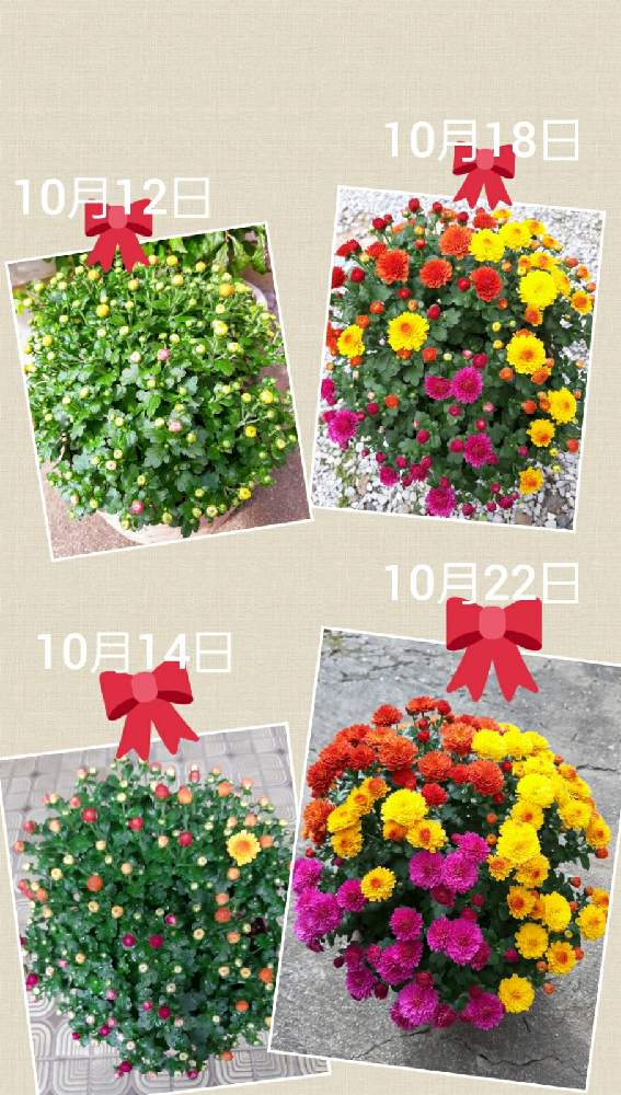 やえさんの投稿画像 月10月22日 Greensnap グリーンスナップ