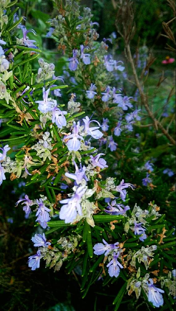 ローズマリーの投稿画像 By みかんさん ローズマリー マリンブルーとハーブ 月10月22日 Greensnap グリーンスナップ